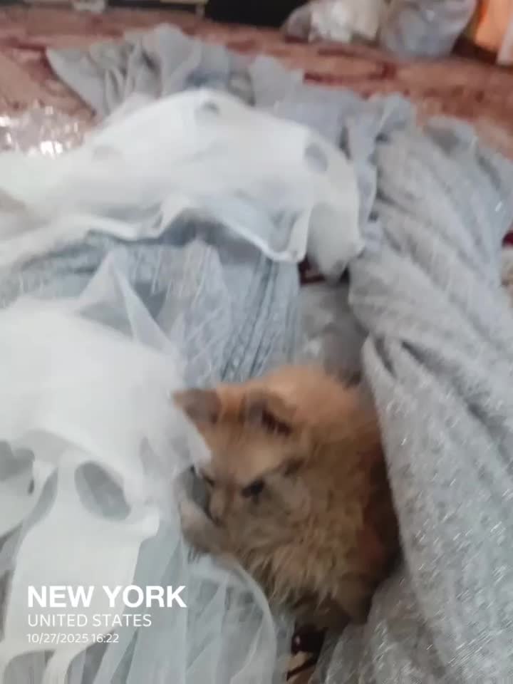 یک عددسگ پامرخرسی|سگ|نرماشیر, |دیوار