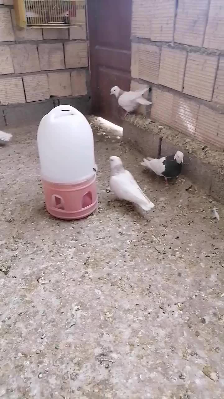 کفتر طوقی اصیل معاوضه با قناری  و عروس هلندی|پرنده|سیرجان, |دیوار