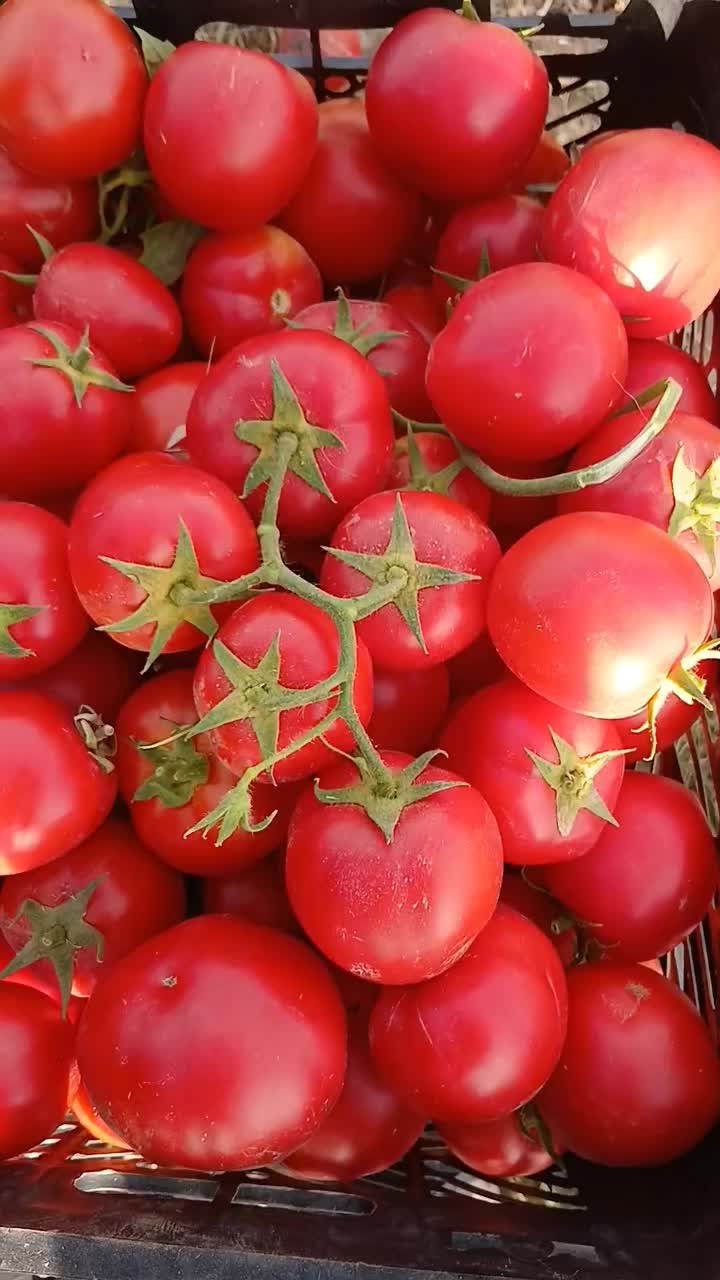 هندوانه|خوردنی و آشامیدنی|حسین آباد, |دیوار