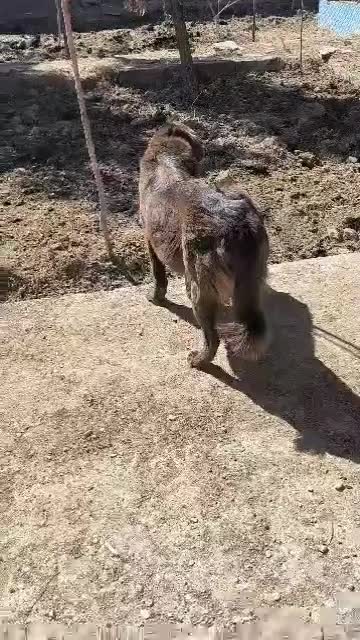 واگزاری سگ لاس قهدریجانی|سگ|اصفهان, بهارستان|دیوار