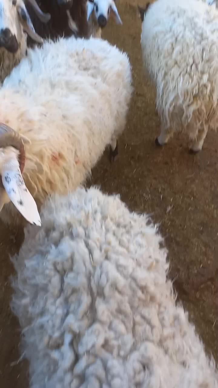 گوسفند بره  چاق|حیوانات مزرعه|رفسنجان, |دیوار