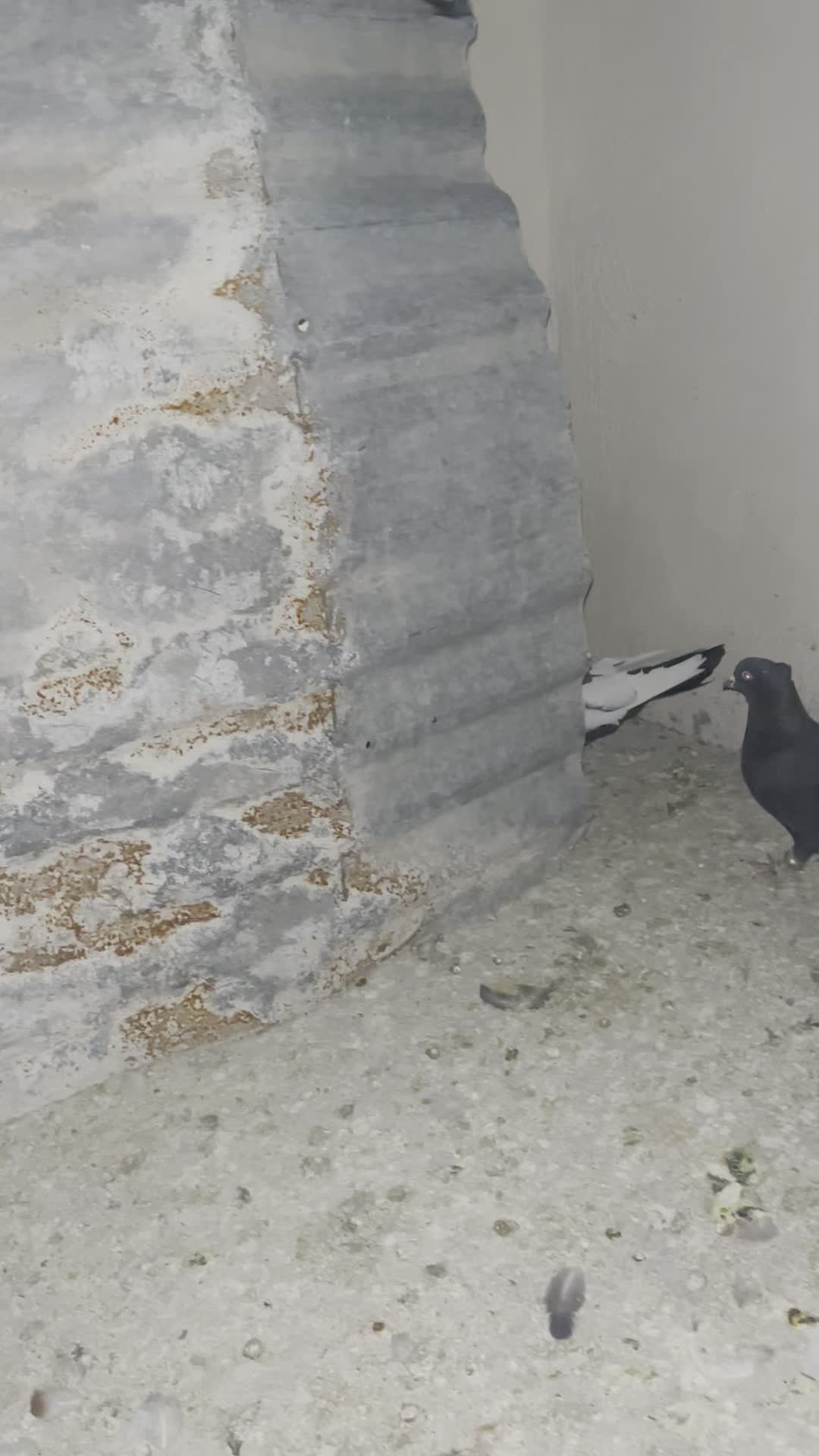 کفتر|پرنده|مرودشت, ژیان|دیوار