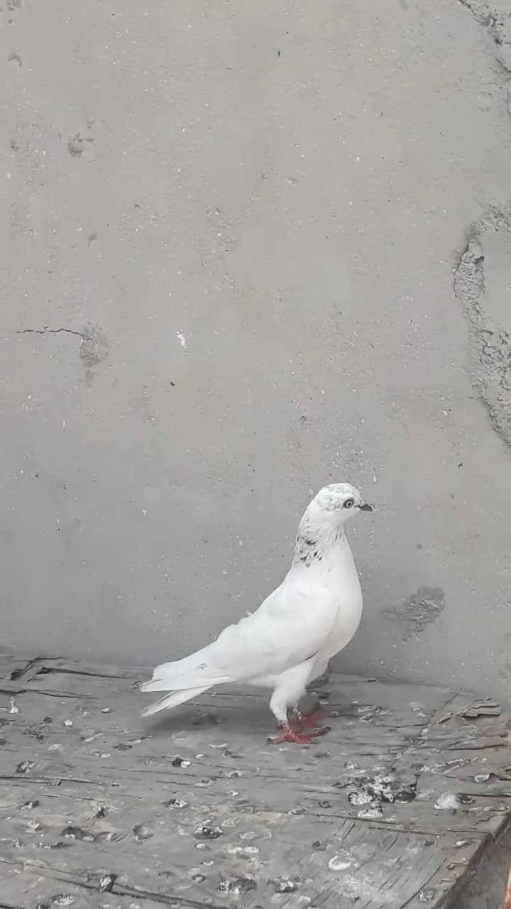 کبوتر|پرنده|بندر گناوه, |دیوار