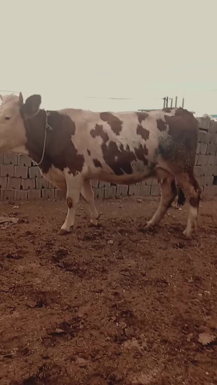 گاو گوساله|حیوانات مزرعه|دهگلان, |دیوار