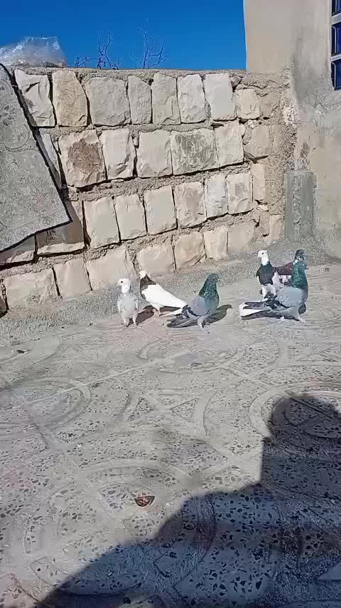 کبوتر طوقی قواره دار|پرنده|ایلام, |دیوار