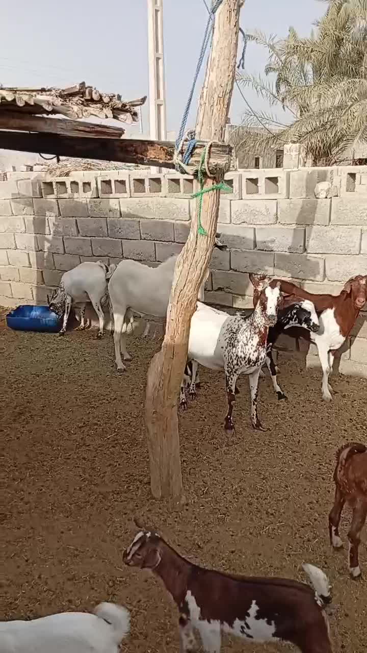 بزه نری صومال|حیوانات مزرعه|بندرعباس, |دیوار
