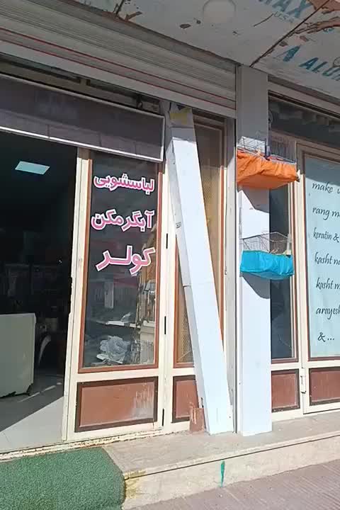 قناری قرص بخون|پرنده|مریوان, |دیوار