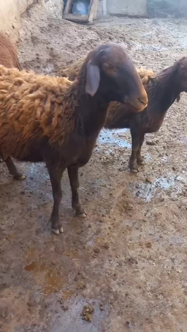 شیشک ابستن به شرط|حیوانات مزرعه|صحنه, |دیوار