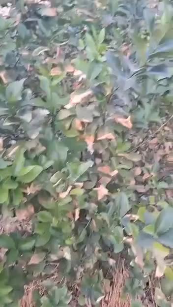 (معجزه)قرص کود ارگانیک|خدمات باغبانی و درختکاری|شیراز, فرگاز|دیوار