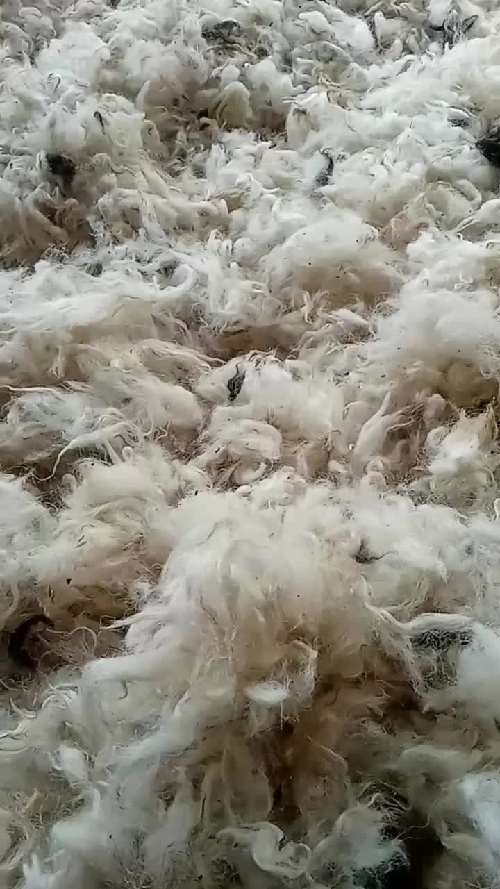 پشم گوسفند .شسته شده|رختخواب، بالش، پتو|شفت, |دیوار