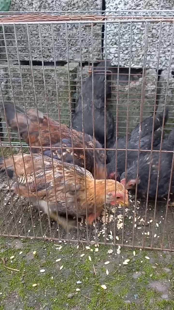 مرغ خروس بالغ ، جوجه ۵ ماهه جاپنیز پاکوتاه|حیوانات مزرعه|رشت, حومه رشت|دیوار