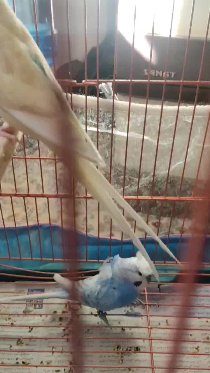 مرغ عشق جفت|پرنده|شیراز, تندگویان|دیوار