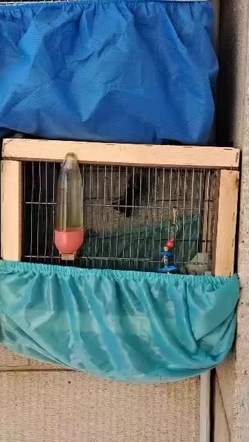 سهره|پرنده|کرج, اصفهانیها|دیوار