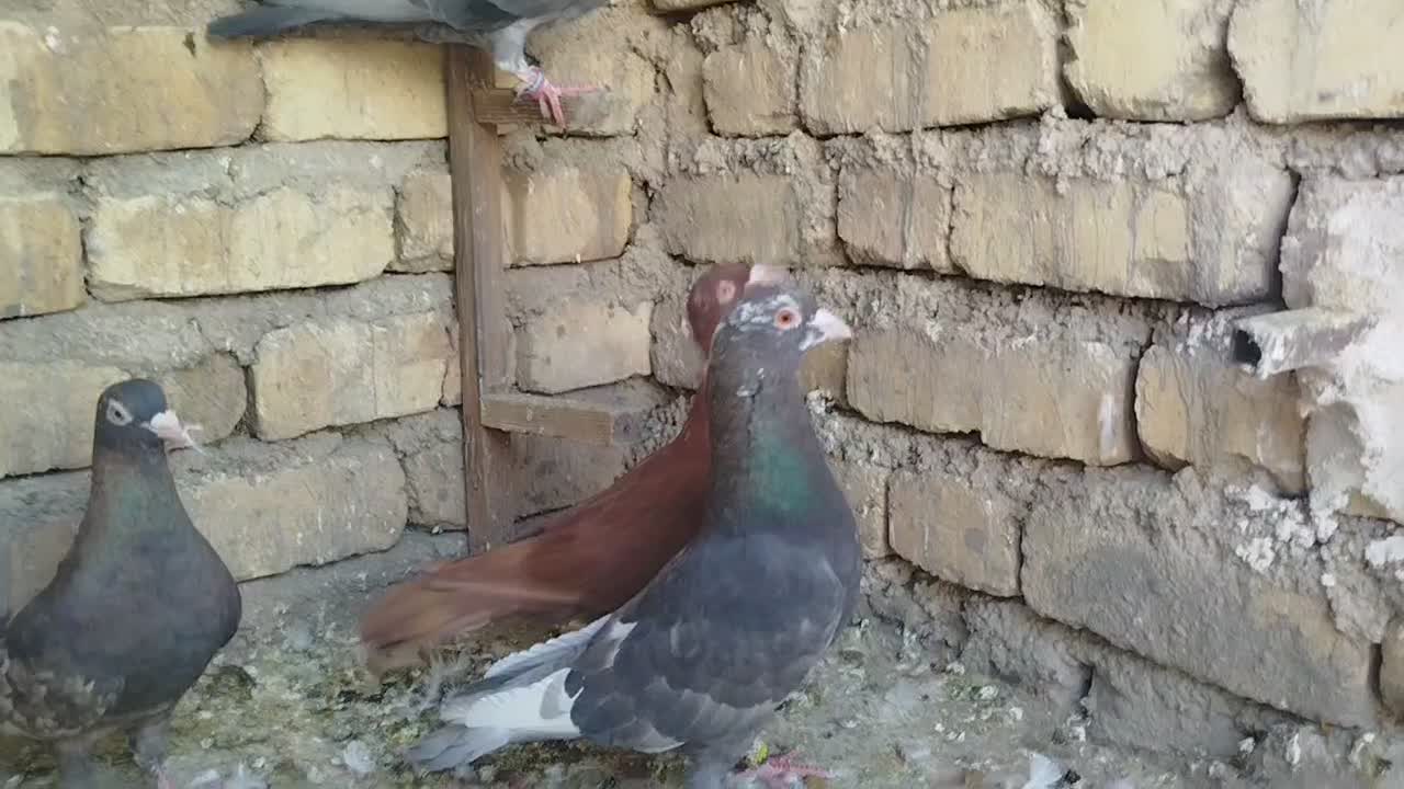 پنج تا کفتر همه نر|پرنده|شیراز, سعدیه شمالی|دیوار