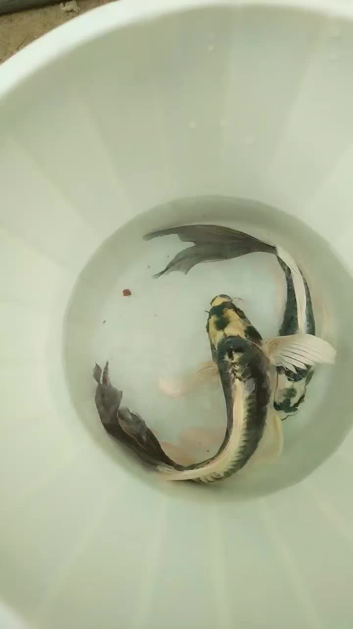 ماهی کوی مایان سوپرباله کلکسیونی|ماهی|تهران, ترمینال جنوب|دیوار