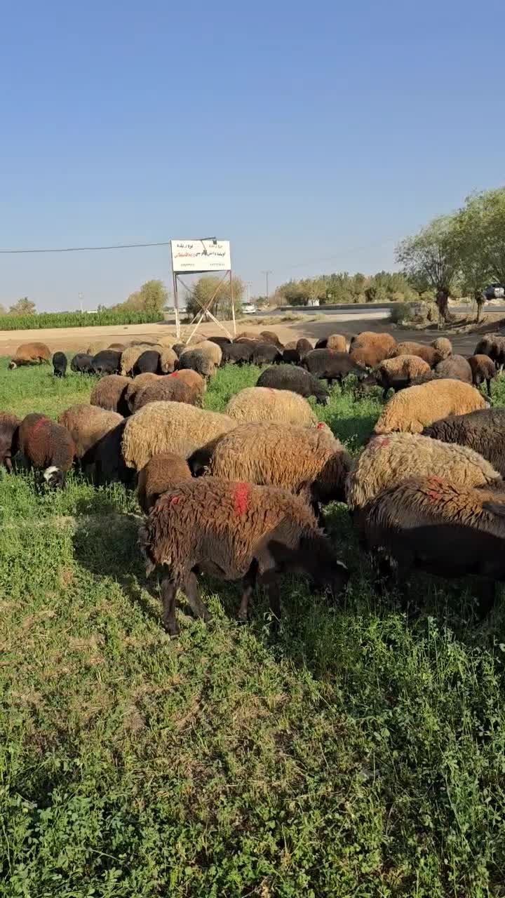 گله گوسفند میش افشاری بره|حیوانات مزرعه|اصفهان, بهارستان|دیوار