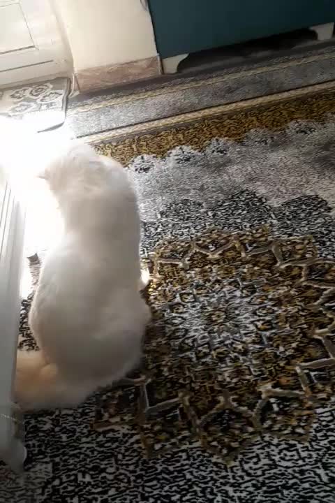 گربه پرشین|گربه|رشت, نخودچر|دیوار