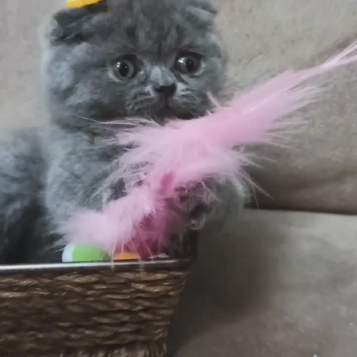 اصیل ترین گربه های بلو|گربه|جم, |دیوار