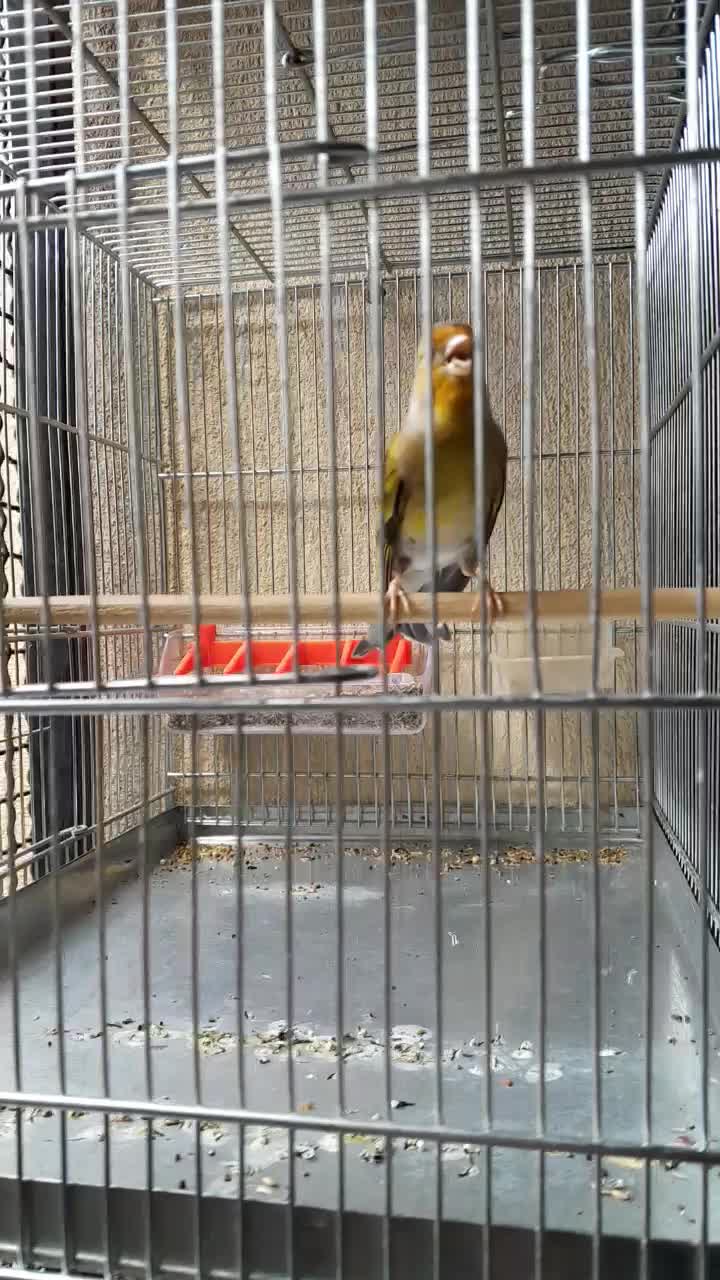 فروش سهره|پرنده|سقز, |دیوار