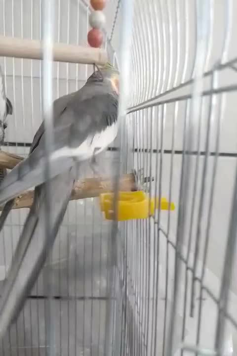 یک جف عروس هلندی|پرنده|برخوار, |دیوار