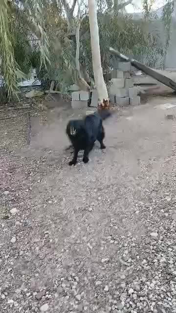 ماده دوسال و نیمه|سگ|ری, علایین|دیوار