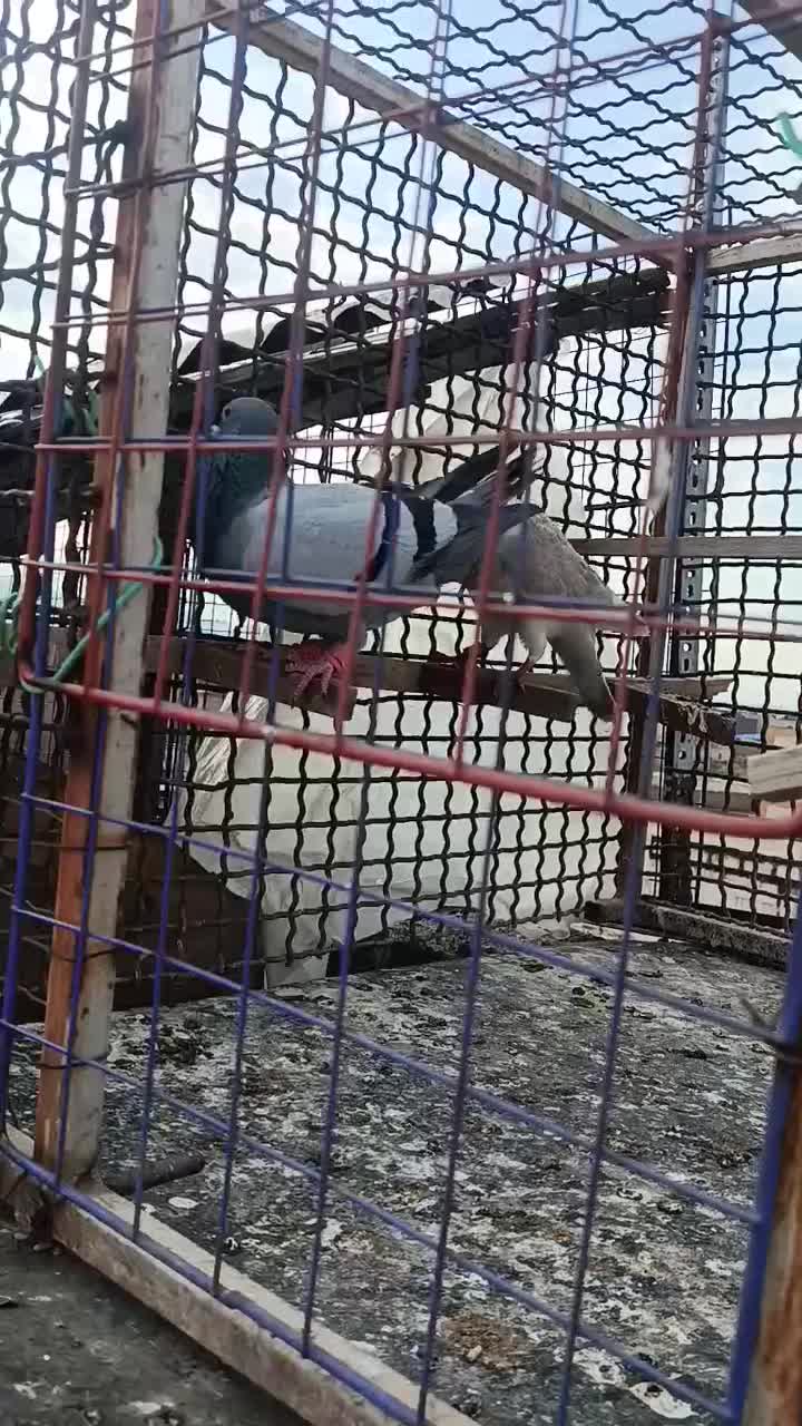 کبوتر صید|پرنده|مشهد, محمدآباد|دیوار