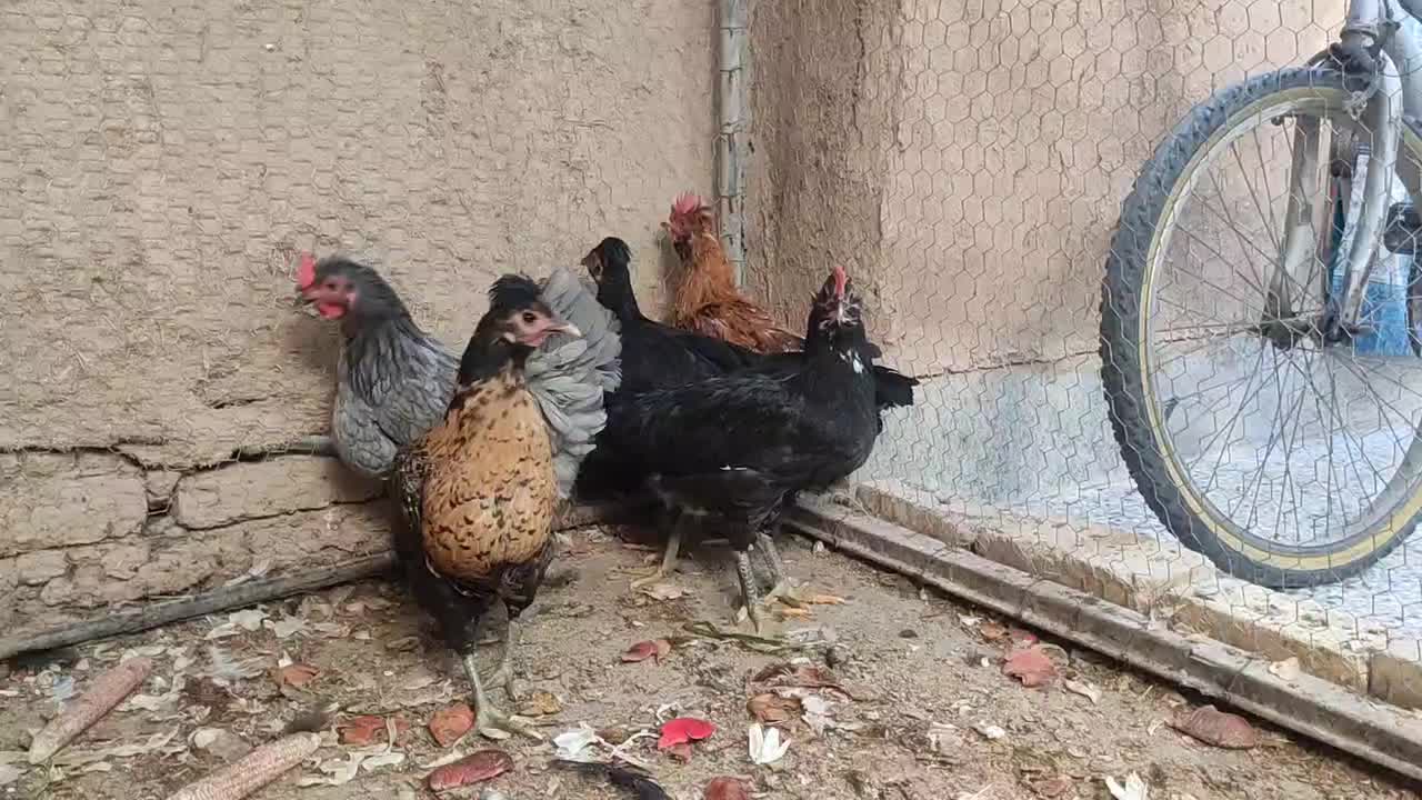 مرغ بومی|حیوانات مزرعه|حبیب آباد, |دیوار