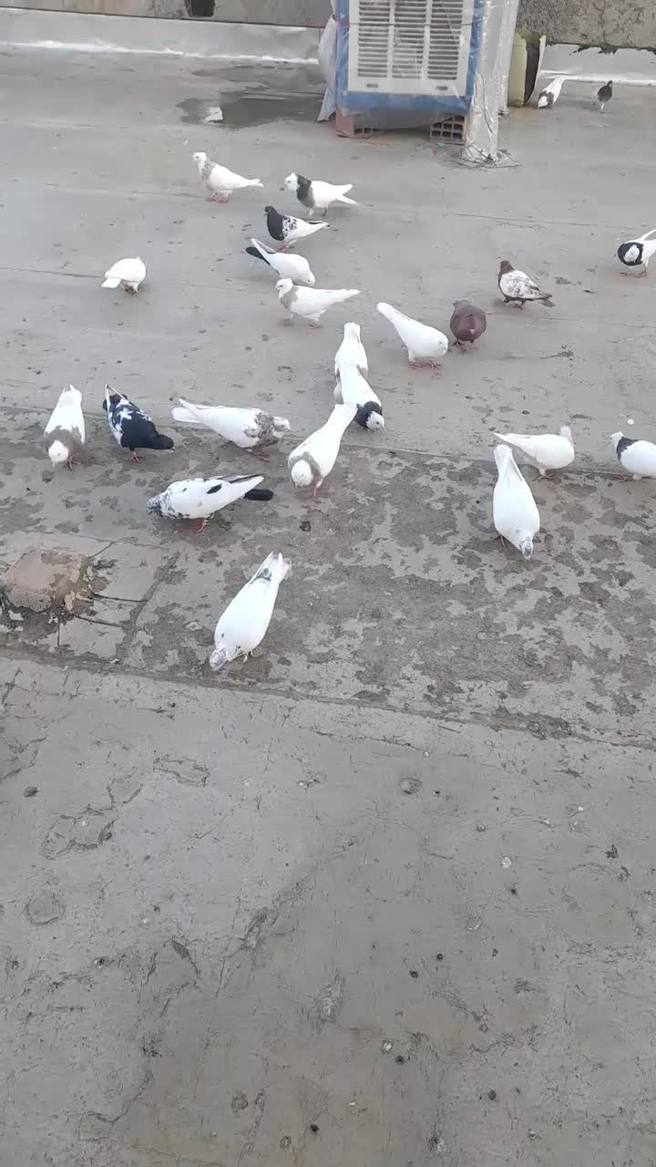 فروش کبوتر|پرنده|مریوان, |دیوار