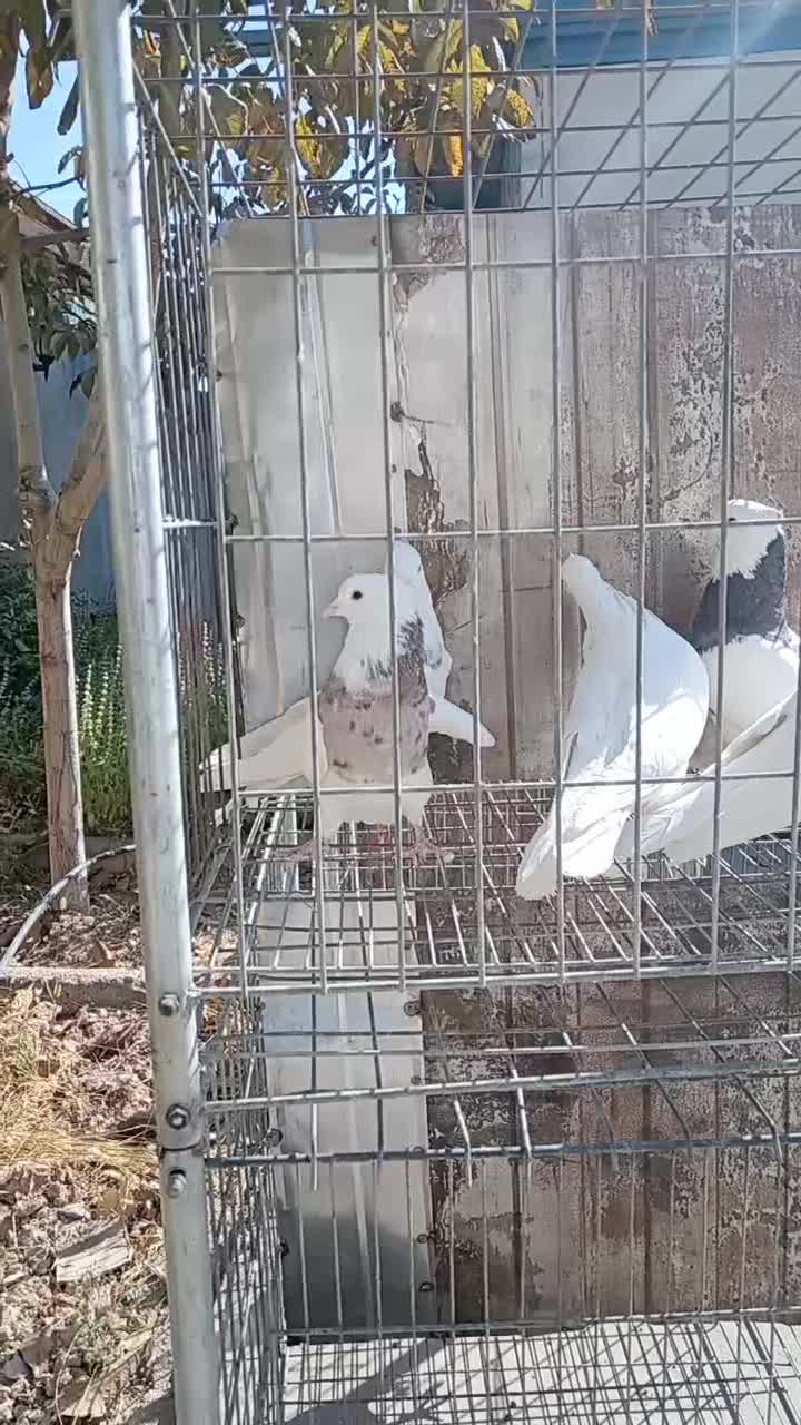 5 عدد نره یکه طوقی بی نظیر|پرنده|خرمآباد, |دیوار