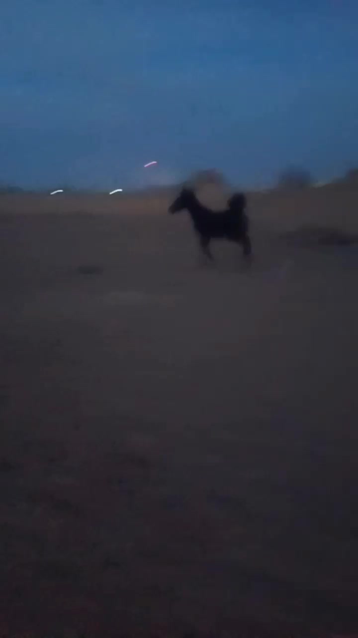 کره سام|اسب و تجهیزات اسب‌سواری|اراک, |دیوار