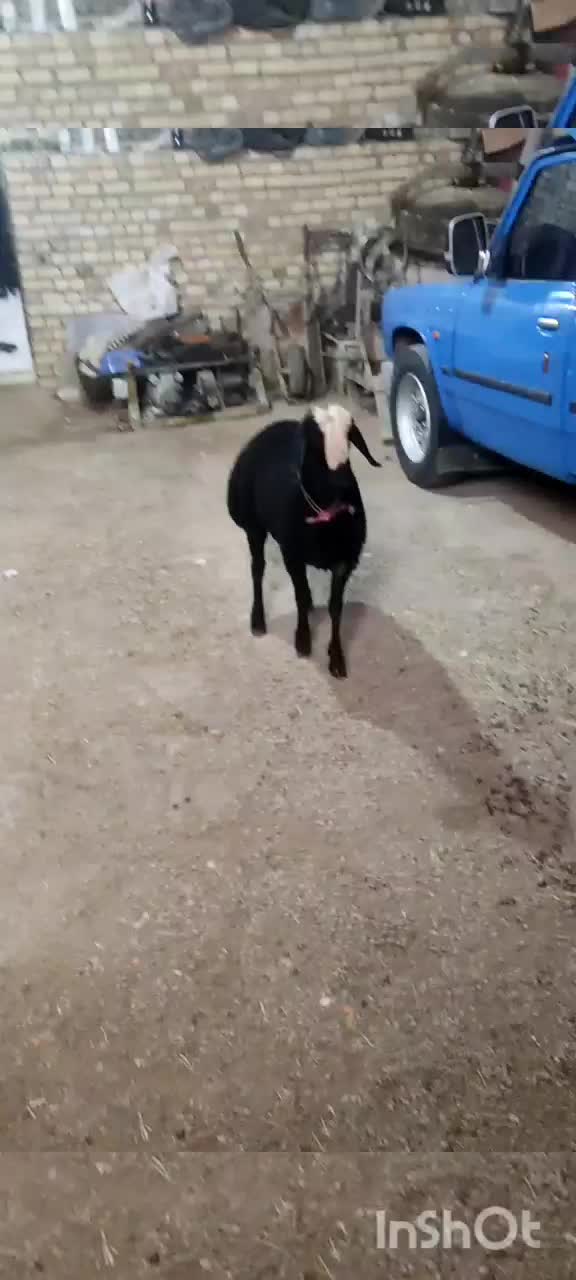 بره قوچی شالی|حیوانات مزرعه|تاکستان, |دیوار