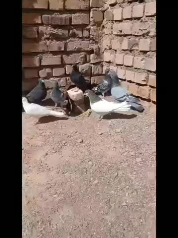 کفتر|پرنده|تایباد, |دیوار