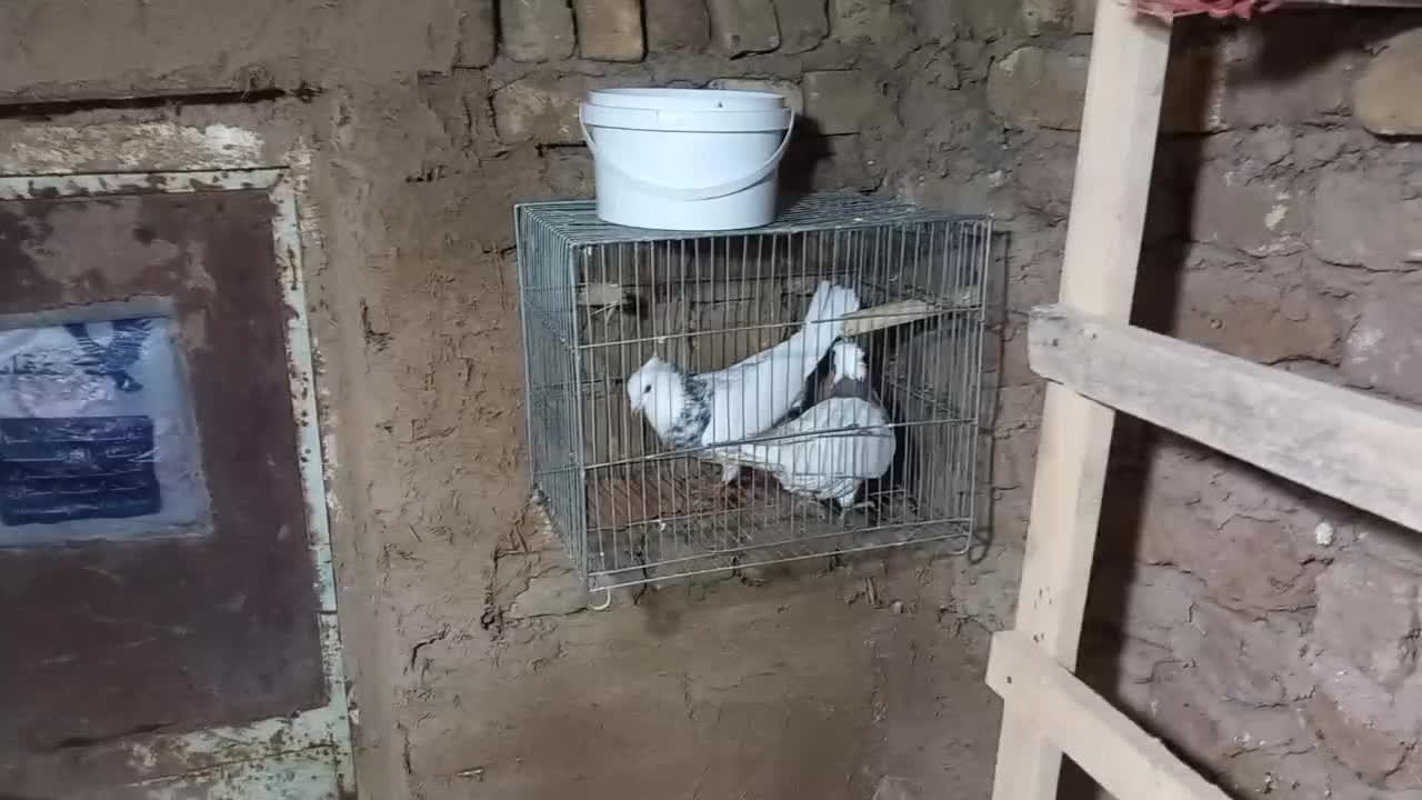 کبوتر طوقی|پرنده|شراء, |دیوار