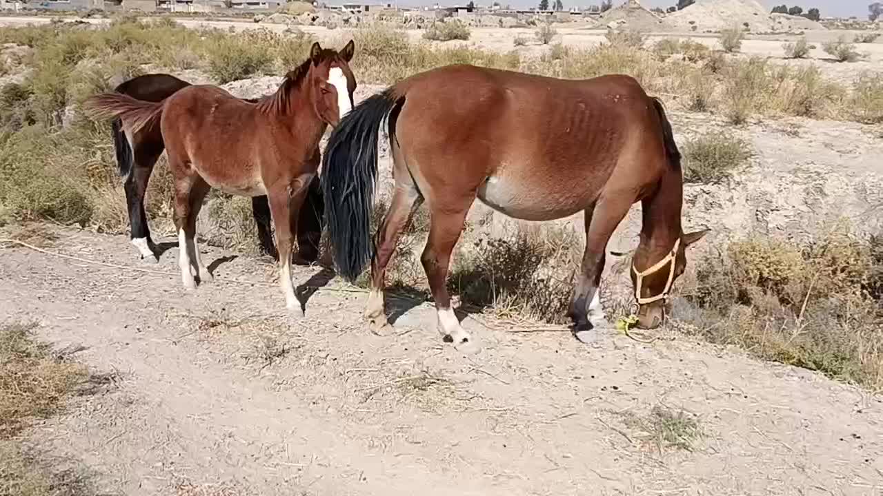 فروش چهار عدد اسب|اسب و تجهیزات اسبسواری|کربال, |دیوار