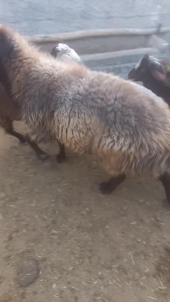 قوچ افشار قیمت پایه ۳۶۰۰۰۰۰۰|حیوانات مزرعه|آبکوه, |دیوار