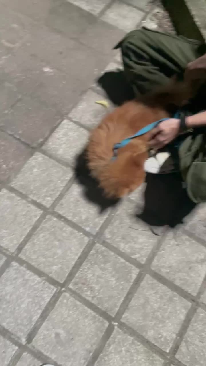 سگ پامرین پشمالو|سگ|تالش, هشتپر|دیوار