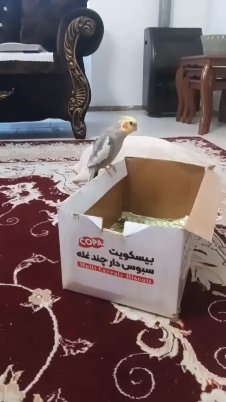 جوجه سرلاکی بزرگ شده درخانه بابهترین شرایط نگهداری|پرنده|آمل, |دیوار