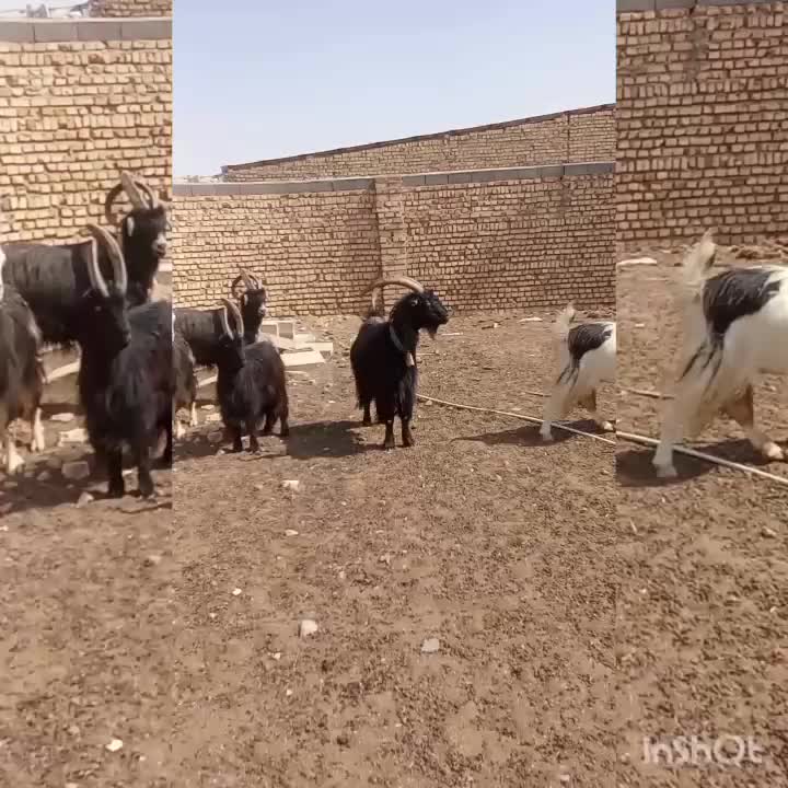 نربز|حیوانات مزرعه|ورامین, ورامین|دیوار