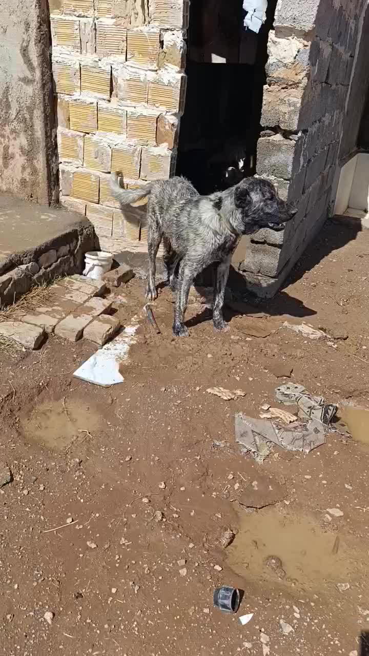 سگ افقان|سگ|قیدار, |دیوار
