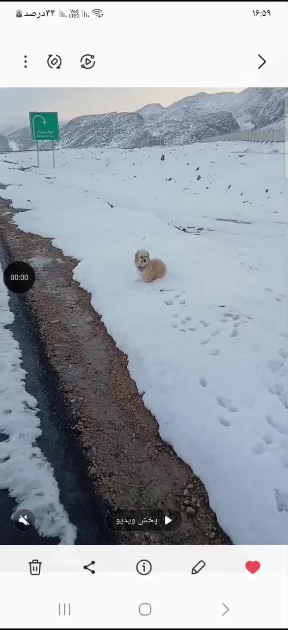 گمشده سگ|حیوانات|اصفهان, بهارستان|دیوار