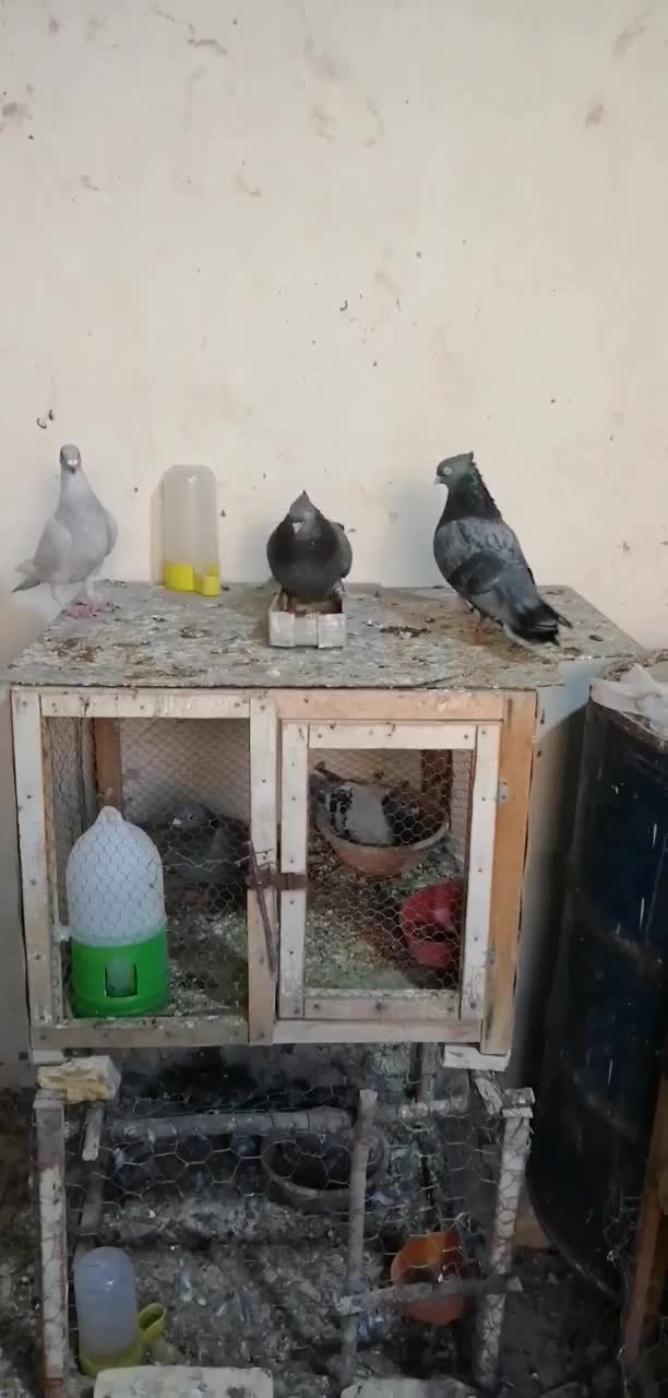 کبوترصرب،الماسی وغوره زرد|پرنده|شیراز, کاراندیش|دیوار