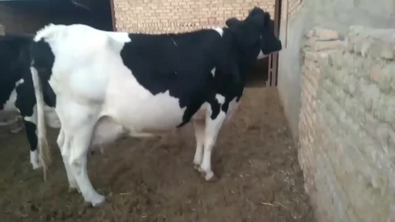 گاو|حیوانات مزرعه|نیشابور, خط کاشمر|دیوار