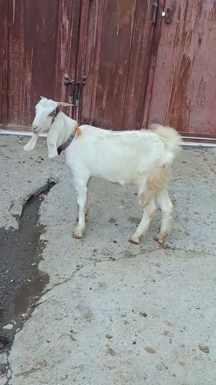 چ چپش بزغال|حیوانات مزرعه|بروجرد, |دیوار