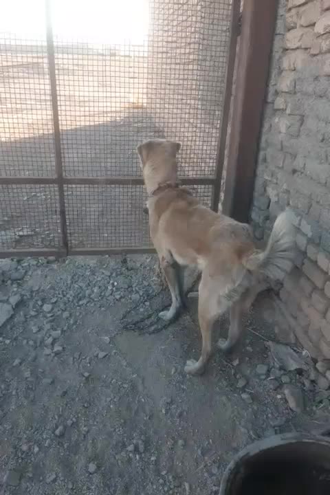 سگ خراسانی|سگ|دلیجان, |دیوار