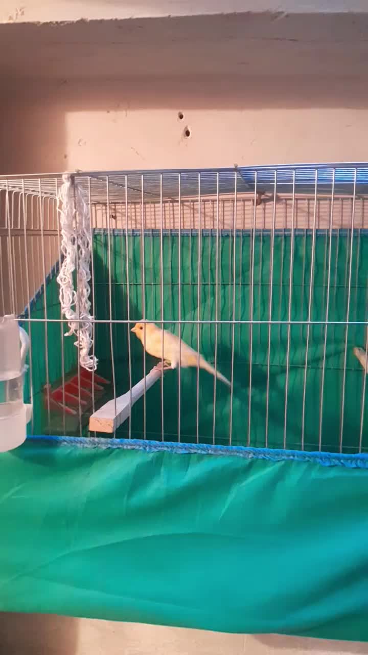 قناری|پرنده|همدان, |دیوار