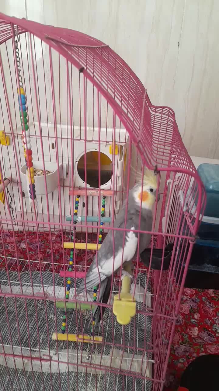 عروس هلندی|پرنده|محمدیار, |دیوار