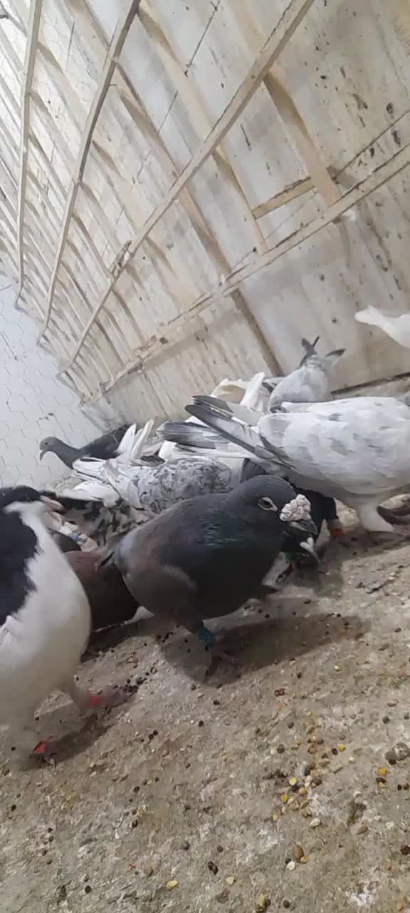 ۲۵تا کبوتر جفت ۵۵۰|پرنده|قزوین, |دیوار