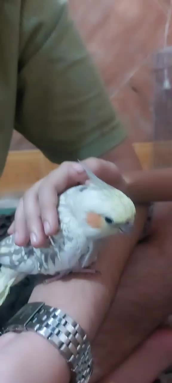 عروس هلندی شیطون قیمت توافقی|پرنده|لنده, |دیوار