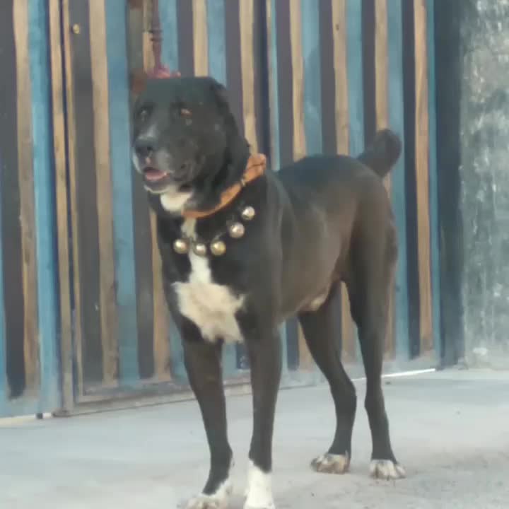 سگ نر افغان|سگ|ورامین, ورامین|دیوار