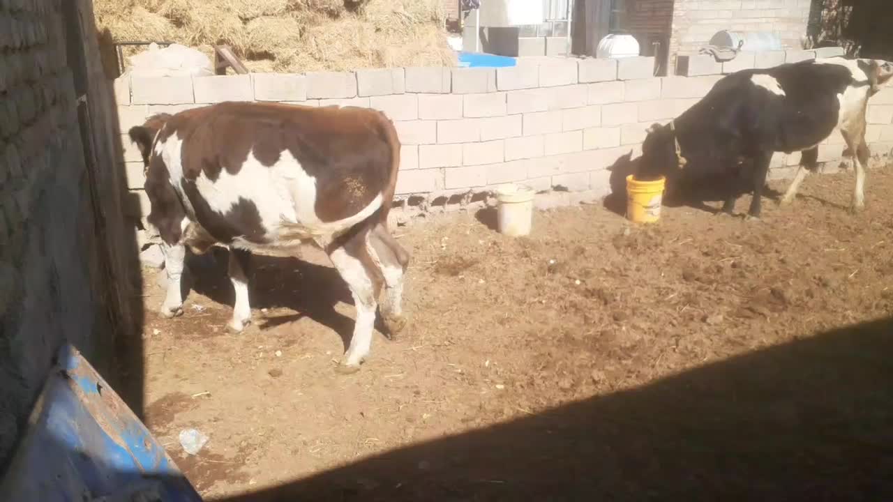 گاو|حیوانات مزرعه|بستان آباد, |دیوار